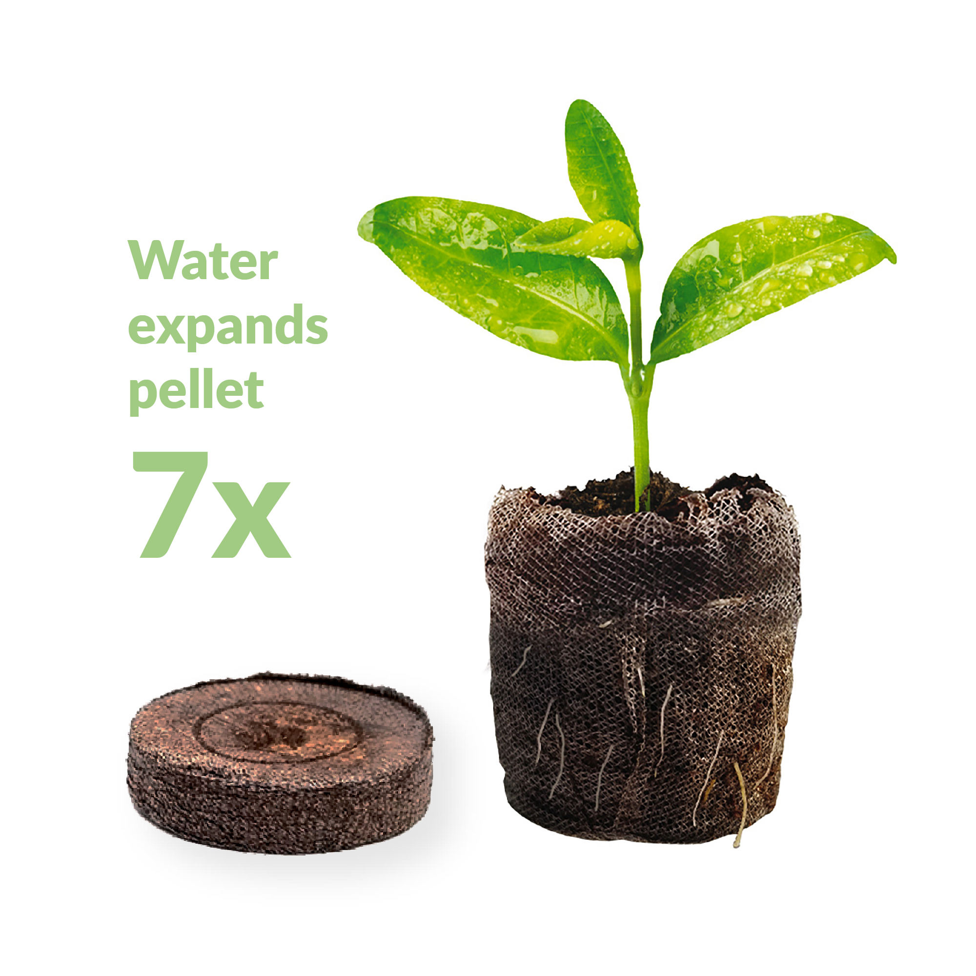 Peat pellet expands with water